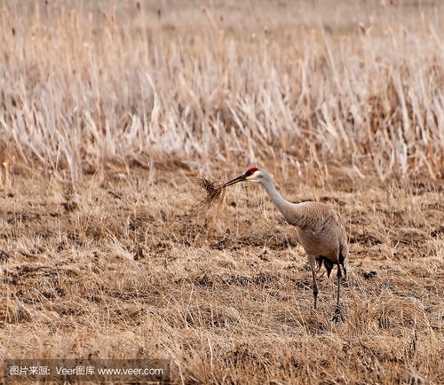 sand hill cranes,Sand Hill Cranes: A Detailed Multidimensional Introduction