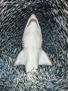 sand tiger shark,Sand Tiger Shark: A Detailed Multidimensional Introduction