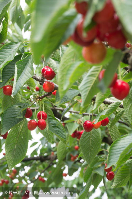 sand cherry tree,Sand Cherry Tree: A Detailed Overview