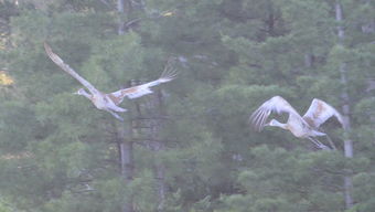 sand crane,Sand Crane: A Majestic Bird of the Wetlands