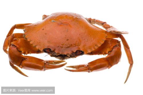 red crab on the sand,Red Crab on the Sand: A Detailed Exploration