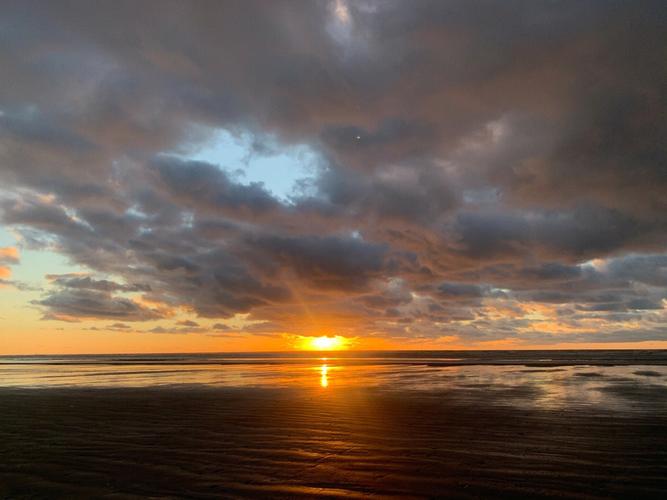 sand dollar alive,Sand Dollar Alive: A Detailed Exploration