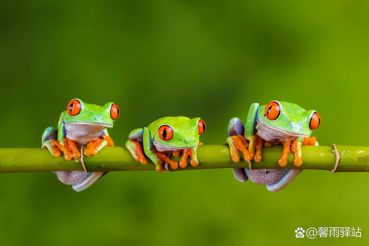 sand frog,Sand Frog: A Unique and Intriguing Amphibian