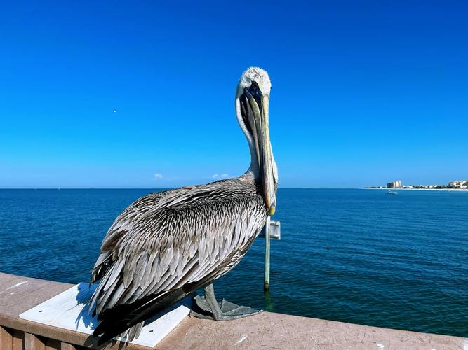 marriott clearwater beach sand key,Location and Accessibility