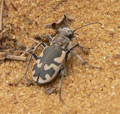 spiders in sand,Spiders in Sand: A Detailed Exploration