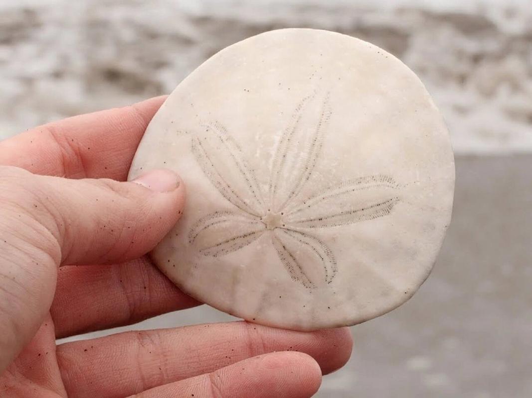 sand dollar doves,Sand Dollar Doves: A Detailed Multidimensional Introduction