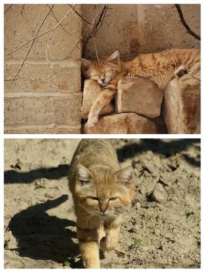 sand cat coloing sheet,Sand Cat Coloring Sheet: A Detailed Multidimensional Introduction