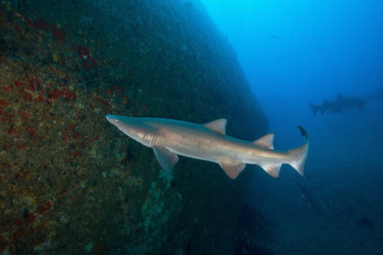 sand tiger sharks,Sand Tiger Sharks: A Detailed Multidimensional Introduction