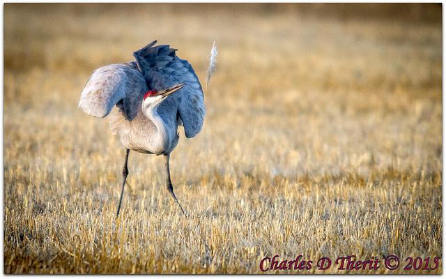 sand cranes,Sand Cranes: A Majestic and Mysterious Bird Species