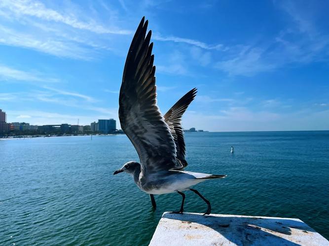 sand pearl clearwater beach florida,Sand Pearl Clearwater Beach, Florida: A Paradise Unveiled