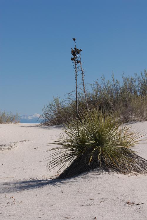 white sands national monument new mexico,White Sands National Monument, New Mexico: A Dazzling Desert Oasis