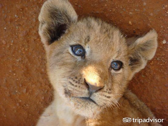 lion sands river lodge,Lion Sands River Lodge: A Luxury Safari Experience Like No Other