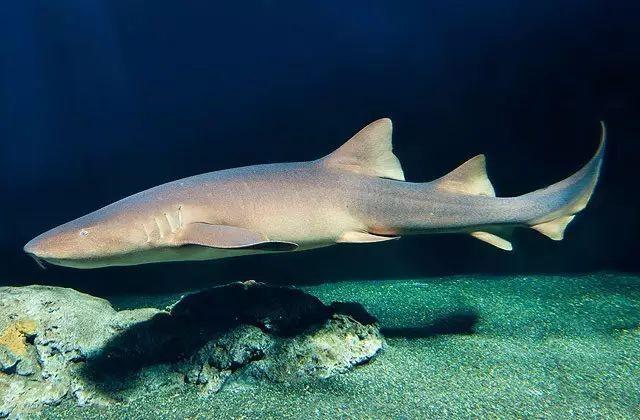 sand bar shark,Sand Bar Shark: A Detailed Multidimensional Introduction