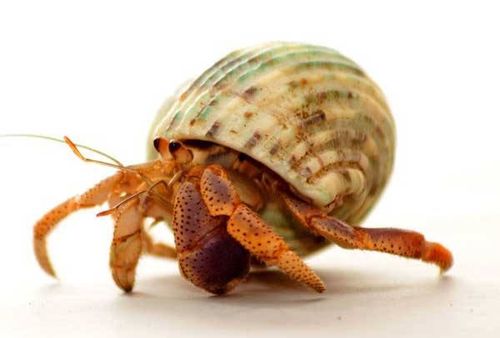 hermit crab sand,Hermit Crab Sand: A Comprehensive Guide