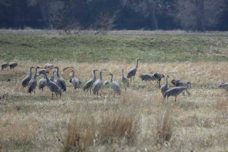 sand hill craane,Sand Hill Crane: A Multidimensional Introduction