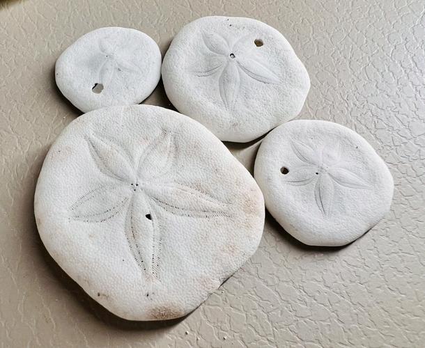 sand dollar,Sand Dollar: A Treasure of the Seashore