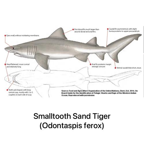 what is the sand tiger sharks water source,What is the Sand Tiger Sharks Water Source?