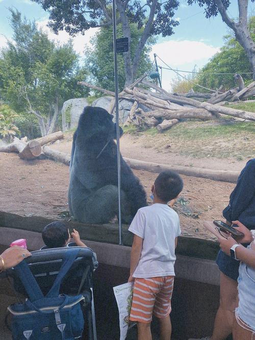 sand diego zoo,San Diego Zoo: A World of Adventure Awaits You