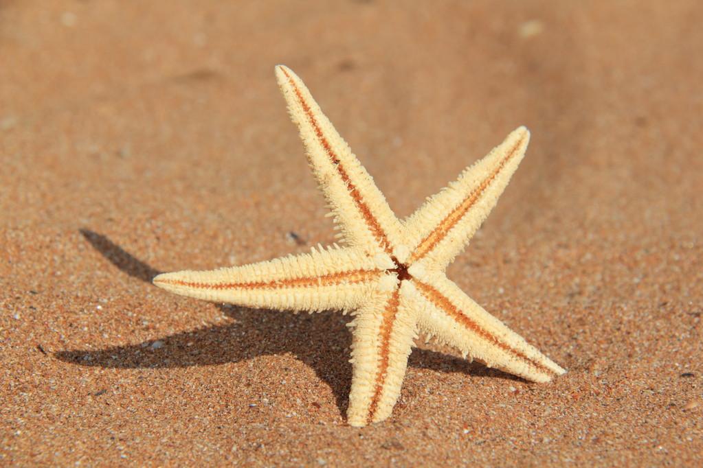 sand sifting starfish space required,Sand Sifting Starfish: Space Required