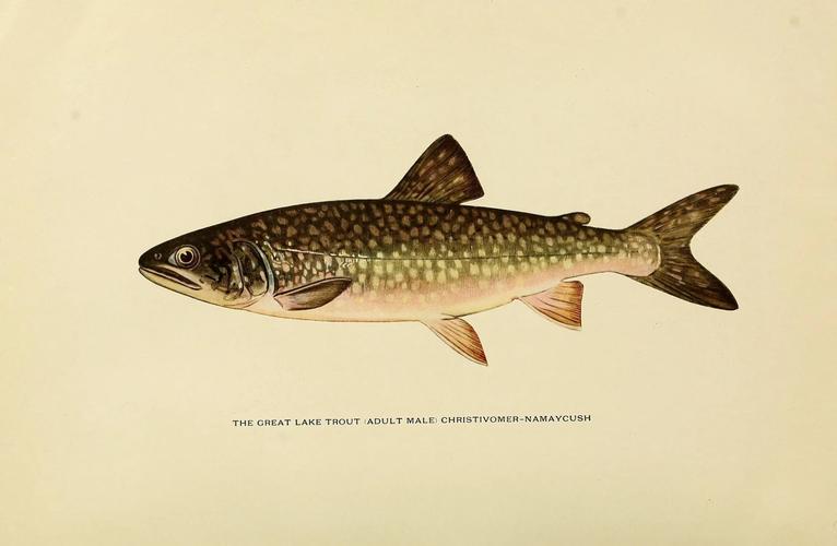 sand trout,Sand Trout: A Comprehensive Guide