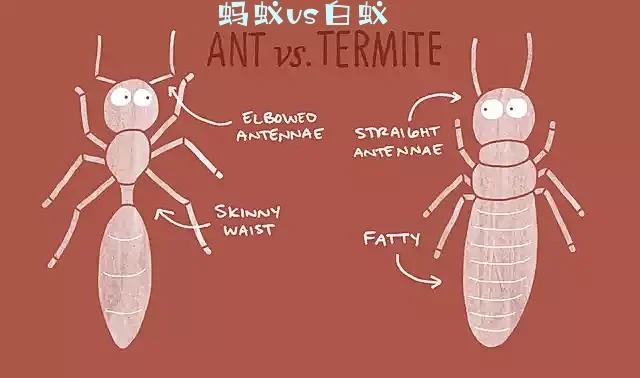 sand wasp,Sand Wasp: A Detailed Exploration