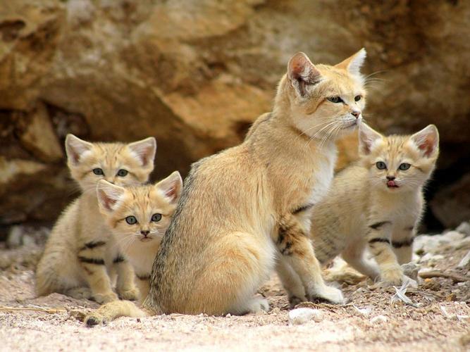 sand cats,What Are Sand Cats?