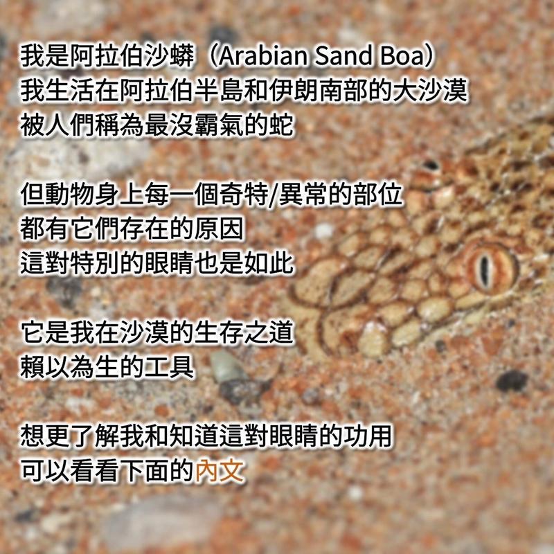 arabian sand boa,Arabian Sand Boa: A Detailed Multidimensional Introduction