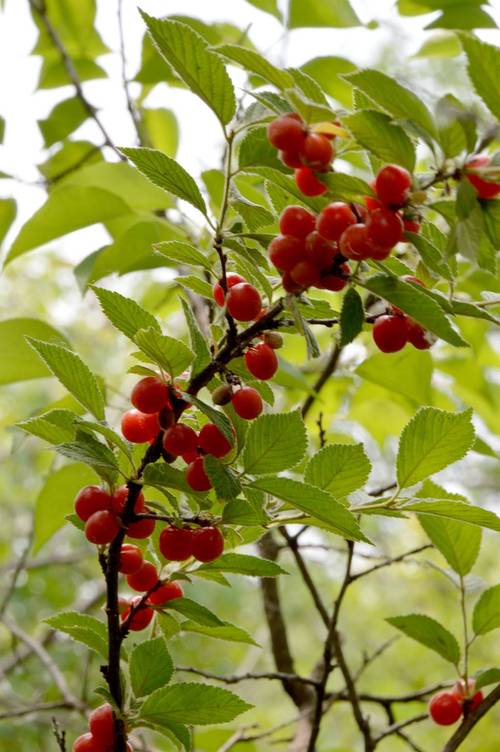 sand cherry shrub,Sand Cherry Shrub: A Detailed Overview