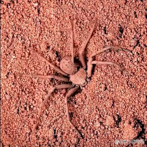 6 eyed sand spider,6 Eyed Sand Spider: A Closer Look at the Enigmatic Arachnid