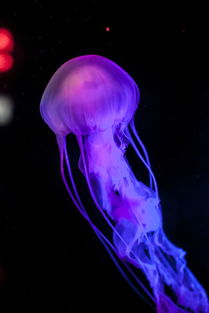 jellyfish on sand,Jellyfish on Sand: A Unique and Intriguing Phenomenon