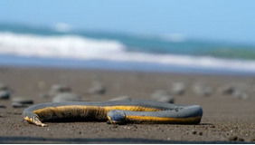 yellow sand beach,Yellow Sand Beach: A Paradise Unveiled