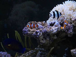 black sand reef tank,Black Sand Reef Tank: A Comprehensive Guide