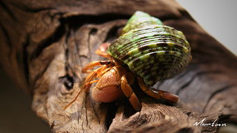 sand hermit crabs,Sand Hermit Crabs: A Detailed Multidimensional Introduction