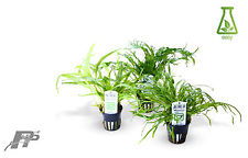 aquarium sand plants,Aquarium Sand Plants: A Comprehensive Guide