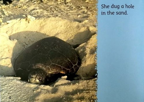 turtle sand pit,What is a Turtle Sand Pit?