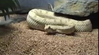 horned sand viper,Horned Sand Viper: A Detailed Multidimensional Introduction