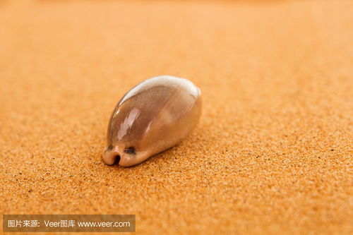 shell sand,What is Shell Sand?