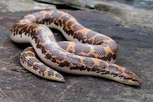 egyptian sand boa,Egyptian Sand Boa: A Detailed Multidimensional Introduction