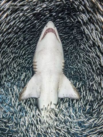 sand shark pic,Sand Shark Pic: A Detailed Multidimensional Introduction