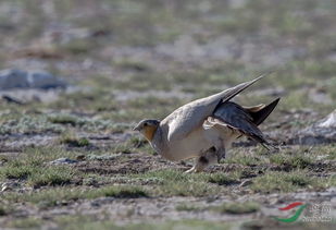 tibetan sand plover,Tibetan Sand Plover: A Detailed Multidimensional Introduction