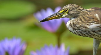 sand heron bird,Sand Heron Bird: A Detailed Multidimensional Introduction