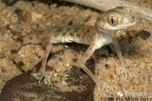 egyptian sand gecko,Egyptian Sand Gecko: A Detailed Multidimensional Introduction