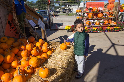 sand springs pumpkin patch,Sand Springs Pumpkin Patch: A Fall Harvest Adventure for You