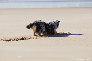 dog on sand,Understanding the Dog on Sand Experience