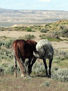 sand wash basin blm,Sand Wash Basin BLM: A Comprehensive Overview