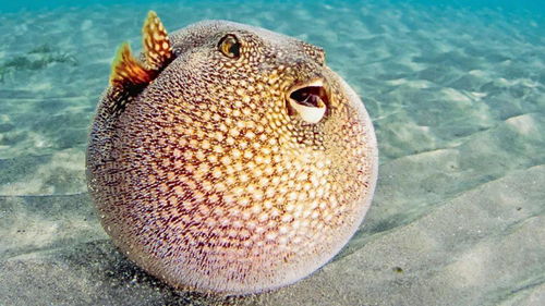 puffer fish sand designs,Puffer Fish Sand Designs: A Unique and Intricate Art Form