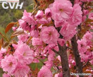 prunus besseyi sand cherry,Prunus besseyi Sand Cherry: A Detailed Overview