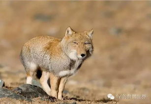 tibetan sand fox adaptations,Tibetan Sand Fox Adaptations: A Detailed Multidimensional Overview