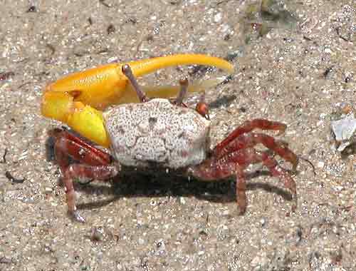 fiddler crab sand balls,Fiddler Crab Sand Balls: A Detailed Exploration