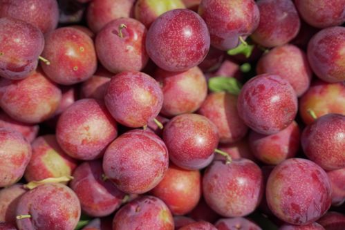 sand cherry tree fruit,Sand Cherry Tree Fruit: A Detailed Overview